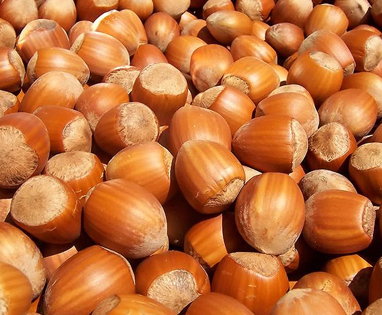 Bartın Fındığı
