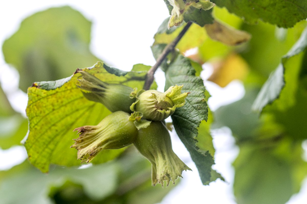 Zonguldak Hazelnut