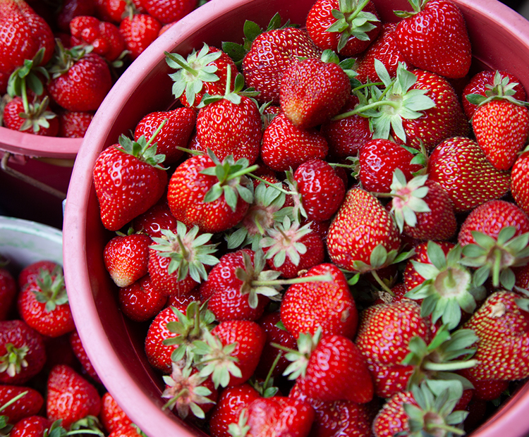 Bartin Strawberry