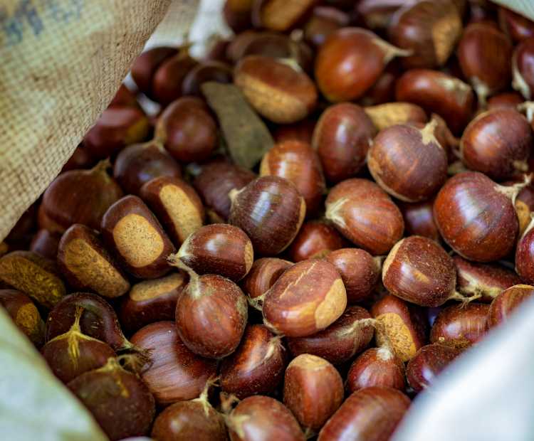 Bartin Chestnut