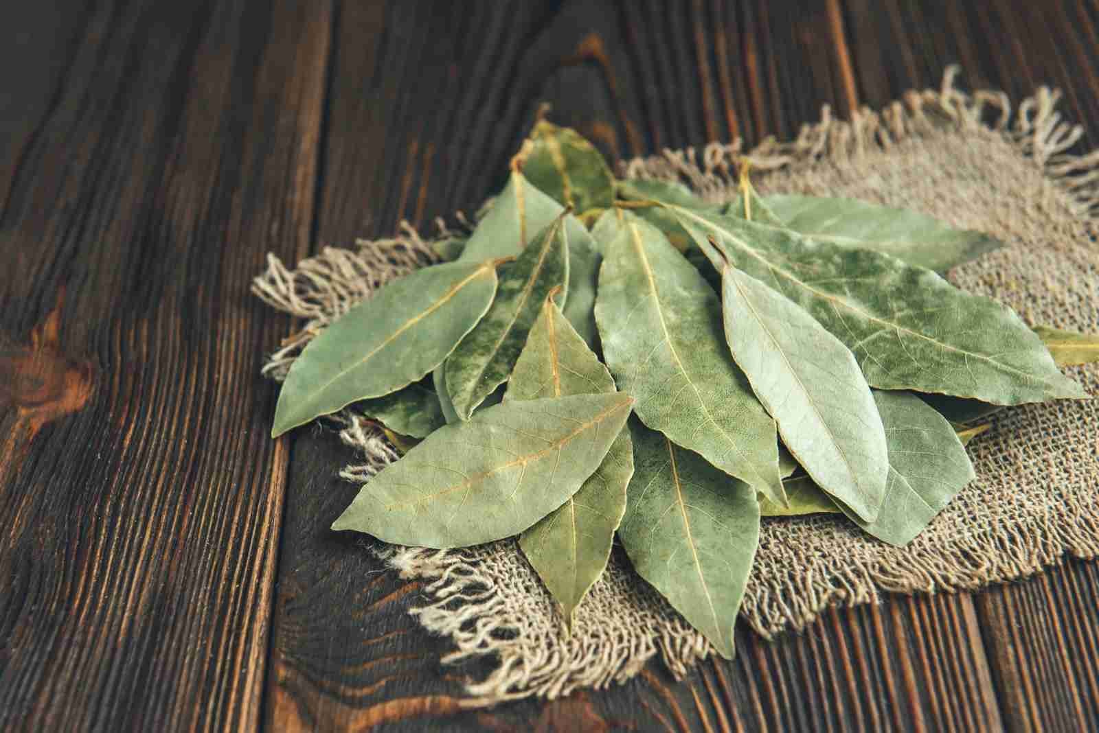Bay Leaf