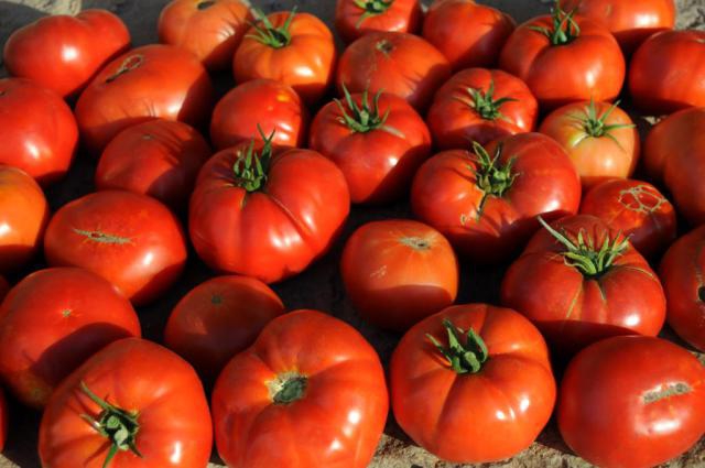 Safranbolu Maniye Tomato
