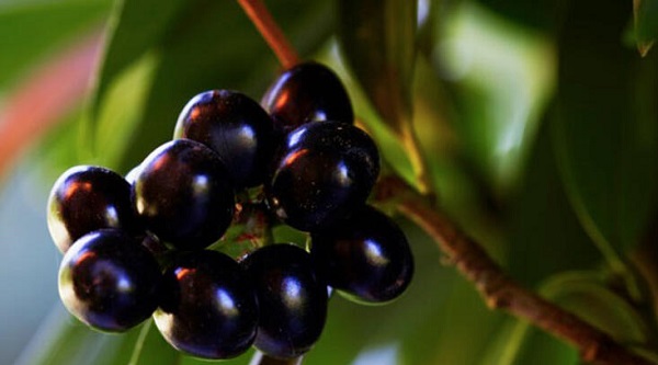 Cherry Laurel