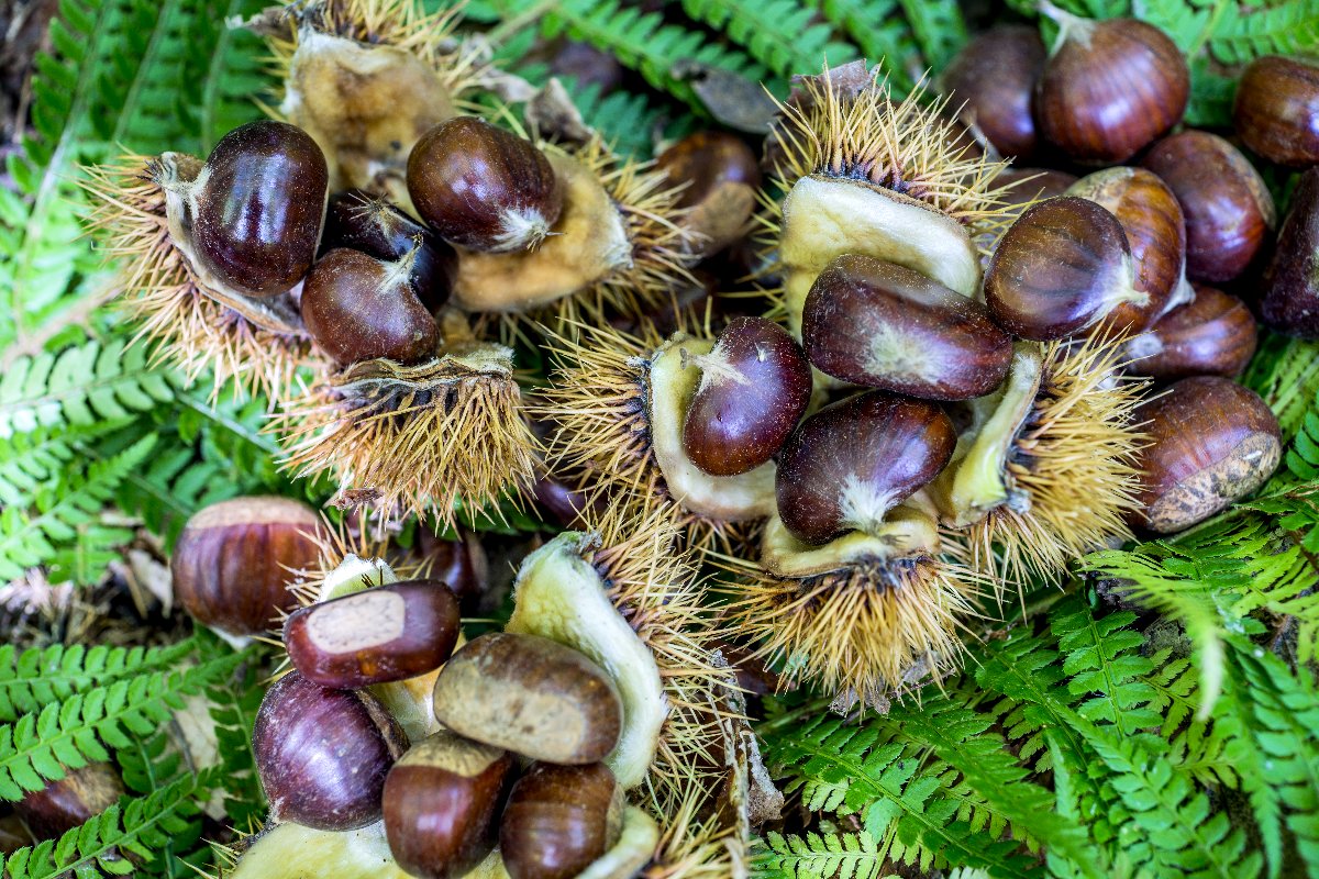 Young Chestnut