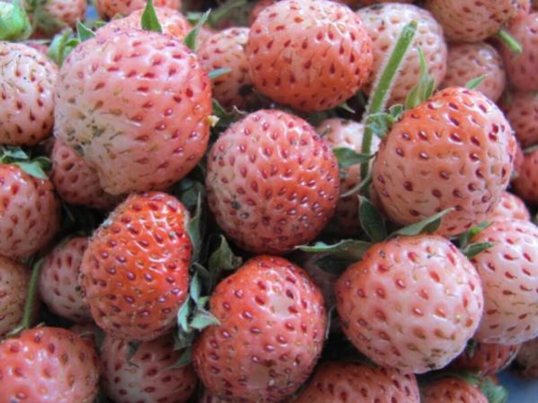 Karadeniz Ereğli Osmanlı Çileği Görsel 2